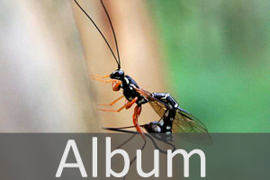 Schlupfwespenartige (Ichneumonoidea)